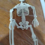 Movable Skeleton Halloween Decorations - Fake Human Skull Bones for Haunted House & Party Props photo review