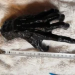 Gothic Witch Hand Resin Statue - Halloween Wall Art & Home Decoration photo review